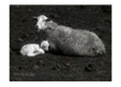 Koyun kuzu ve Hint horozu