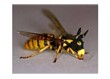 Dilimizi sokan arılar