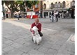 Venedik’de hayvan sevgisi