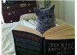 Kedilerden Öğrendiğim 18 Hayat Dersi (alıntı)