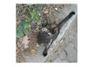 Sokak hayvanı portreleri: Picasso kedi