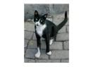 Sokak hayvanı portreleri: Yılbaşı kedisi