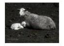 Koyun kuzu ve Hint horozu