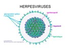 Herpes virüsü