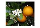 İlçemizde turunçgil üretiminde ve satışında yaşanan sıkıntılar ve alternatif çözümler