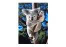 Koala / Tembel ayı