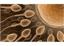 Spermlerin Yol Bulmadaki Üstün Kabiliyetleri