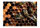 Arılar yeryüzünden kaybolursa kaç yıl ömrümüz kalır?