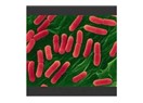 Almanya E.coli Bakterisiyle ilgili bilinmesi gerekenler