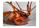 Türkiye’de sol: Hamamböceğinin gövdesindeki karınca yumurtaları