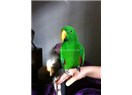 Tatlı dilli Papağan