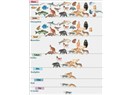 Canlıların sınıflandırılması (taksonomi)