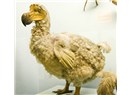 Dodo kuşunun soyunun tükenişi