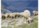 Abaz'ın koyunları