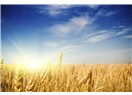 Çimlenmiş buğday alkali ve çok yararlı bir besin../ ''Beslenmenin Diyalektiği'' (49)
