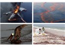 Denizlerde Petrol kirliliği ve Petrol döküntülerinin zararlı etkileri
