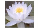 Saflığın ve temizliğin simgesi Lotus (Nilüfer) Çiçeği