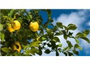Yaz aylarını serinleten ‘Limonata’ yı limon  ağacından dinleyelim!!!