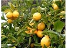 Limon Ağacının Bakımı ve Üretimi