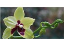 Phalaenopsis Orkide Bakımı
