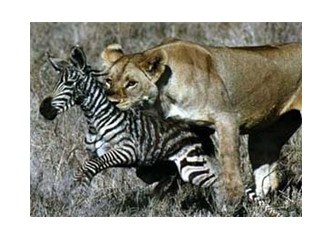 Dişi Aslan'ın zebra taktiği