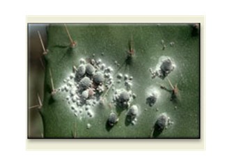 Cochineal (E 120) gerçeği