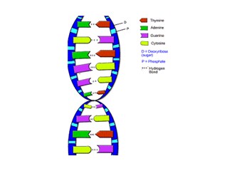 Ruh ve Genetik - 1
