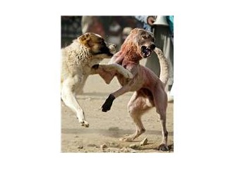 İki köpeğin dostluğu