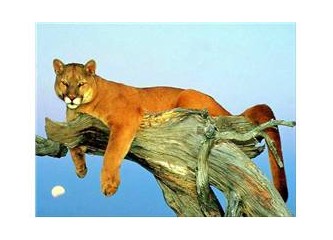 Puma (Balık Burcu ) 2. bölüm