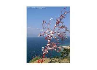 MB Dilek ağacı (dilek dilemek ücretsizdir)