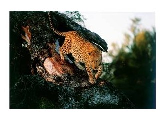 Leopar ve ceylan