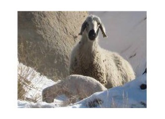 Hıpışlama