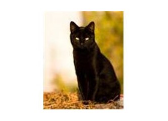 Ak kedi kara kedi... Hani bunun ilk hali...