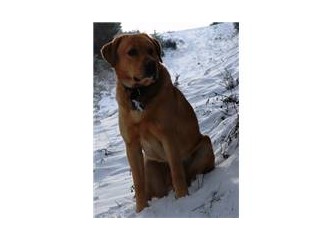 Komşunun köpeğidir...