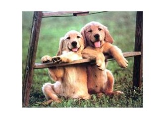 İnsan Köpeği Isırırsa!