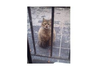 Blogda gizemli yüzler