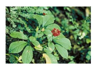 Cinsel yaşamda önemli bir oyuncu : Ginseng