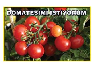 Domatesimi istiyorum!