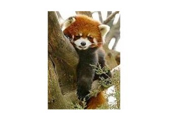 Sevimli "Kızıl Panda"