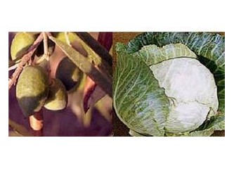 Evde sofralık zeytin, bir de lahana turşusu kurmak