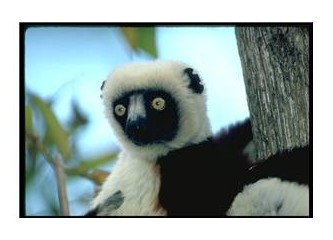 Madagaskar Hayvanları