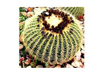 Aile içi ensest hikaye