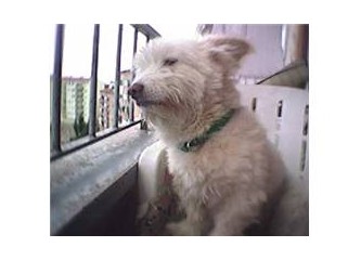 Köpek öldürenlere, 30'ar bin lira para cezası kesildi!