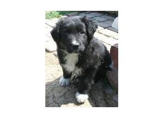 İyi ki sokak köpeği olarak dünyaya gelmemişim...