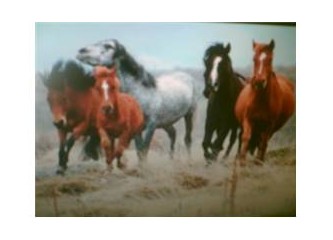 At ve yılkı atlarının özgürlüğü