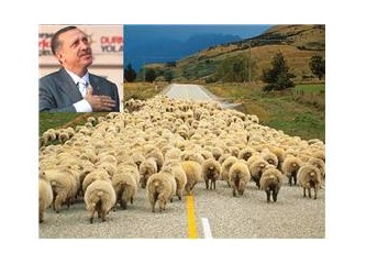 70 milyon koyunu gütmek zor zanaat