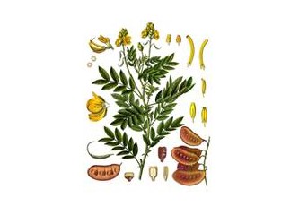 Sinameki yaprağı, sarı karnıyarık tohum kabuğu