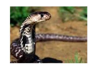 Kobra yılanının baş mekanizması evrimsel biyoloji iddialarını bir kez daha çürüttü