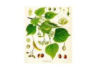 Ihlamur yaprağı (16)