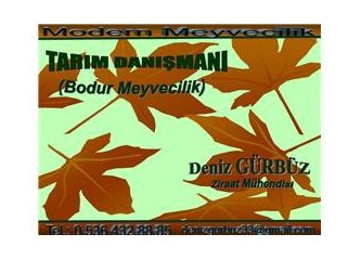 Modern meyvecilik, bodur meyvecilik